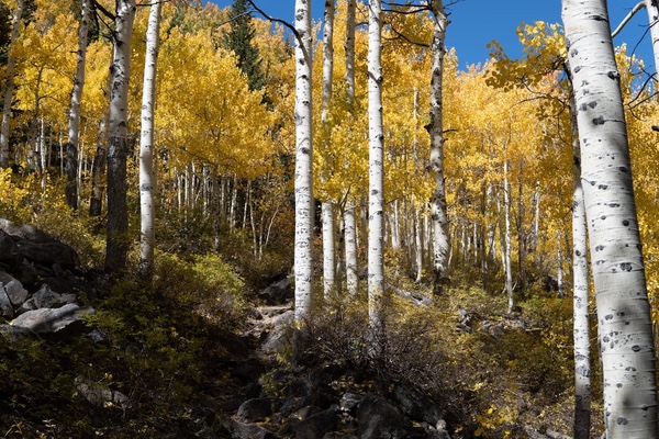 Empresas Forestales en Barcelona: Gestión Sostenible de los Recursos Naturales