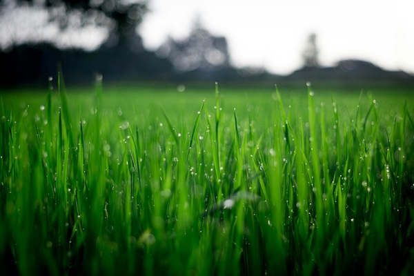 Enfermedades del Césped Natural: ¿Como prevenirlas?